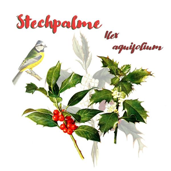 ds_stechpalme_ilex-aquifolium_c-frei-verfuegbar