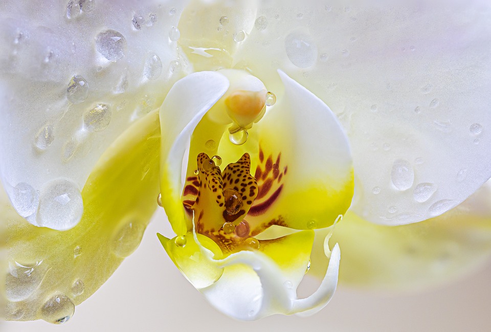 orchid-4920533_960_720
