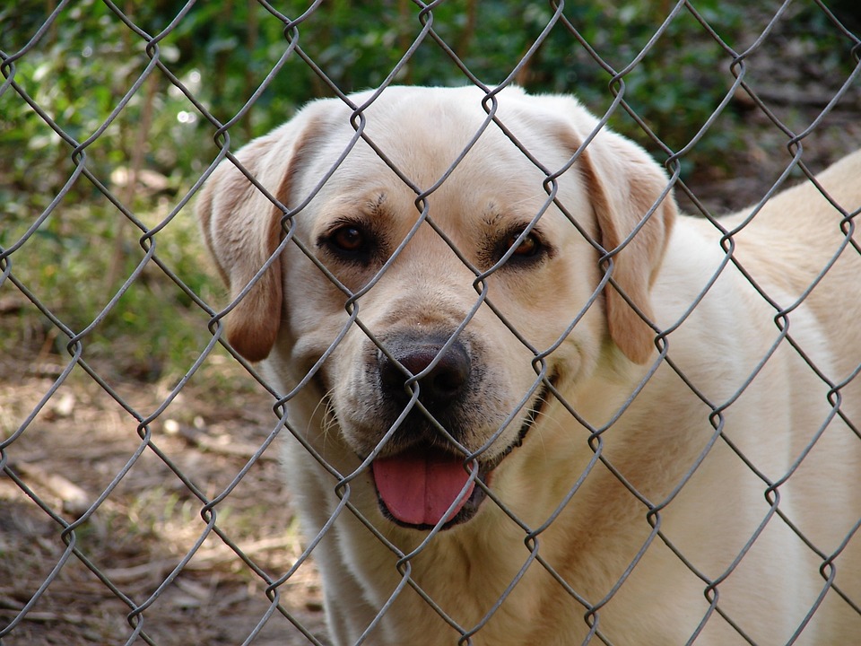 fence-1592019_960_720