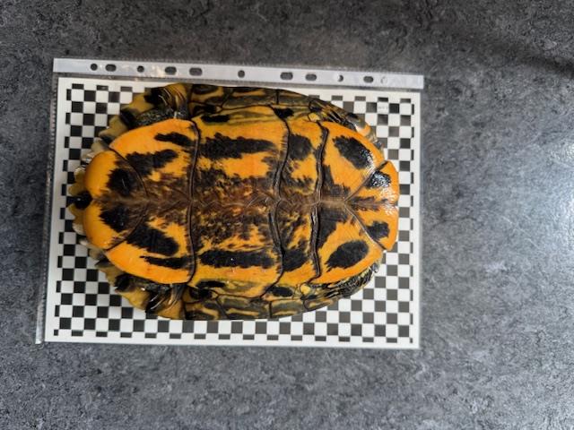 2025_06_23_Schmuckschildkröte_gefunden