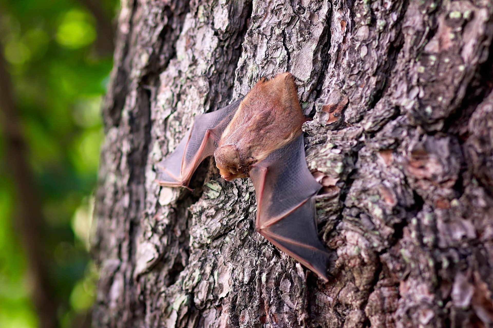 Fledermaus_Tiere__c_pixabay