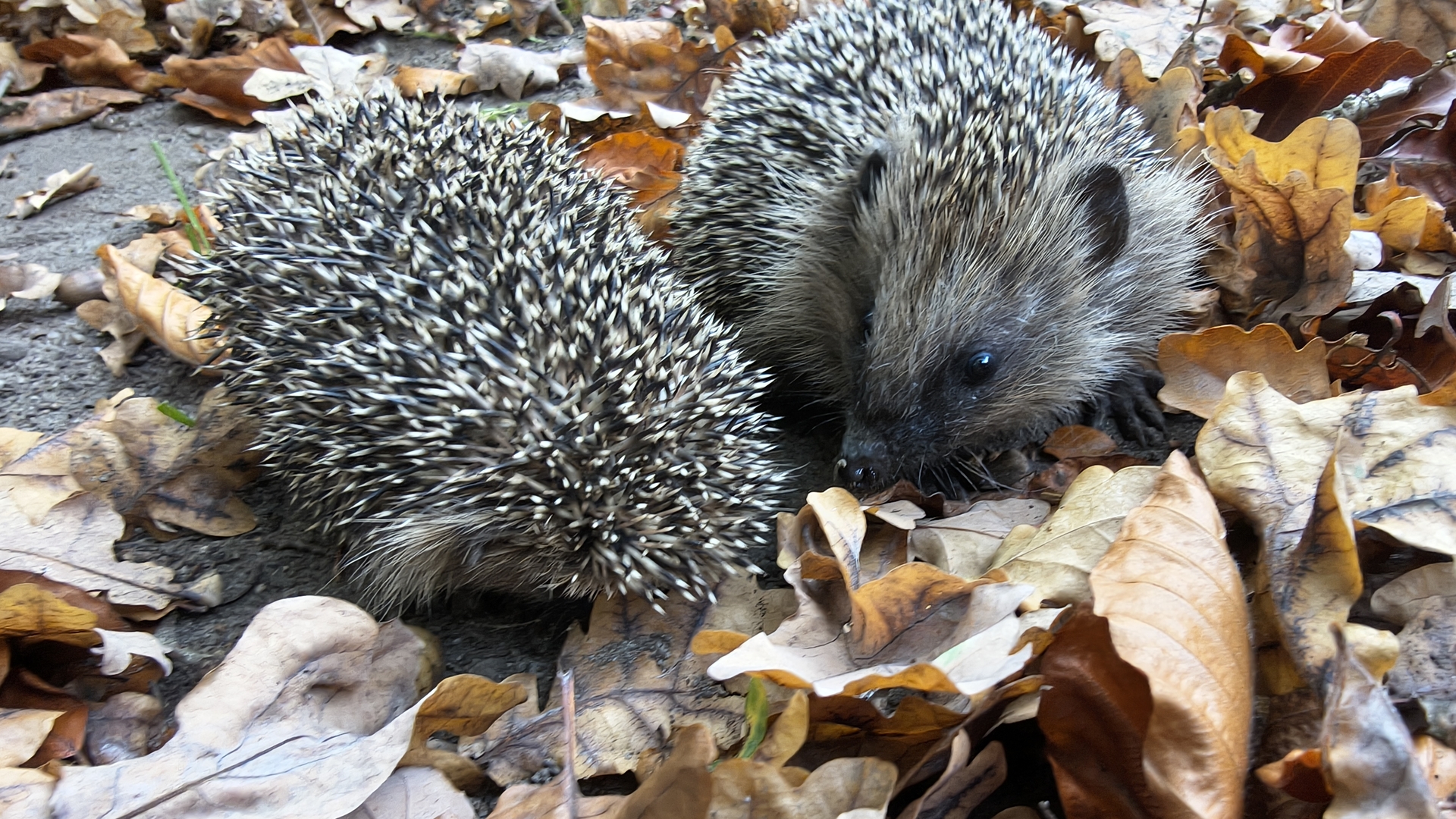 2025_10_21_Igel_in_der_Natur_Ines_Römer_ 2025_10_21_Igel_in_der_Natur_Ines_Römer_