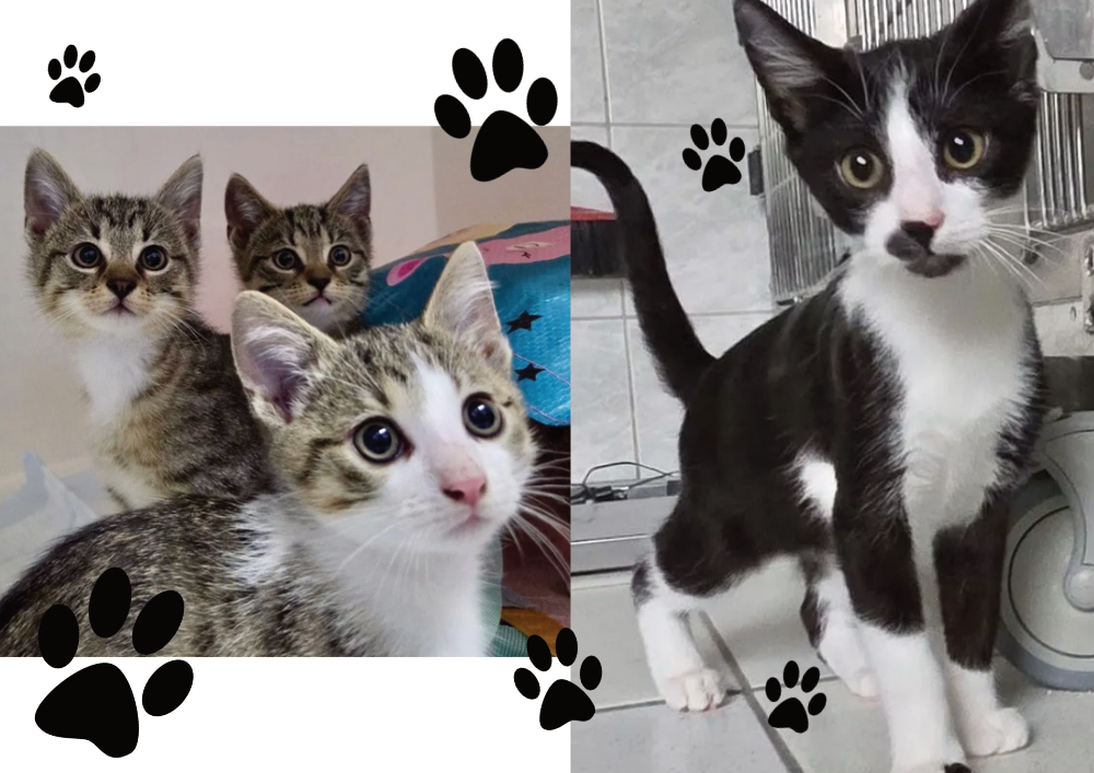 Katzenkombi Katzenkombi