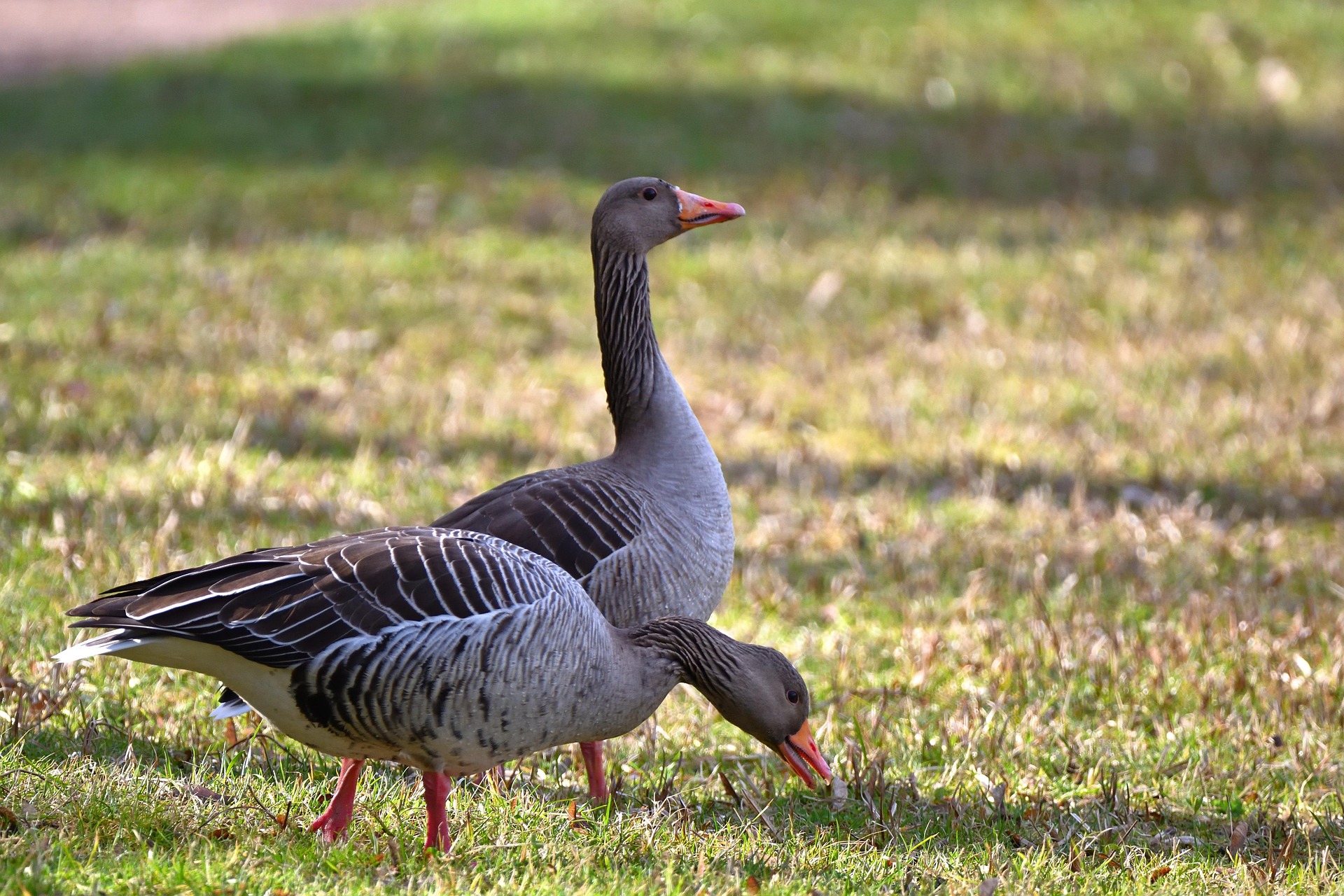 gray-geese-7862153_1920