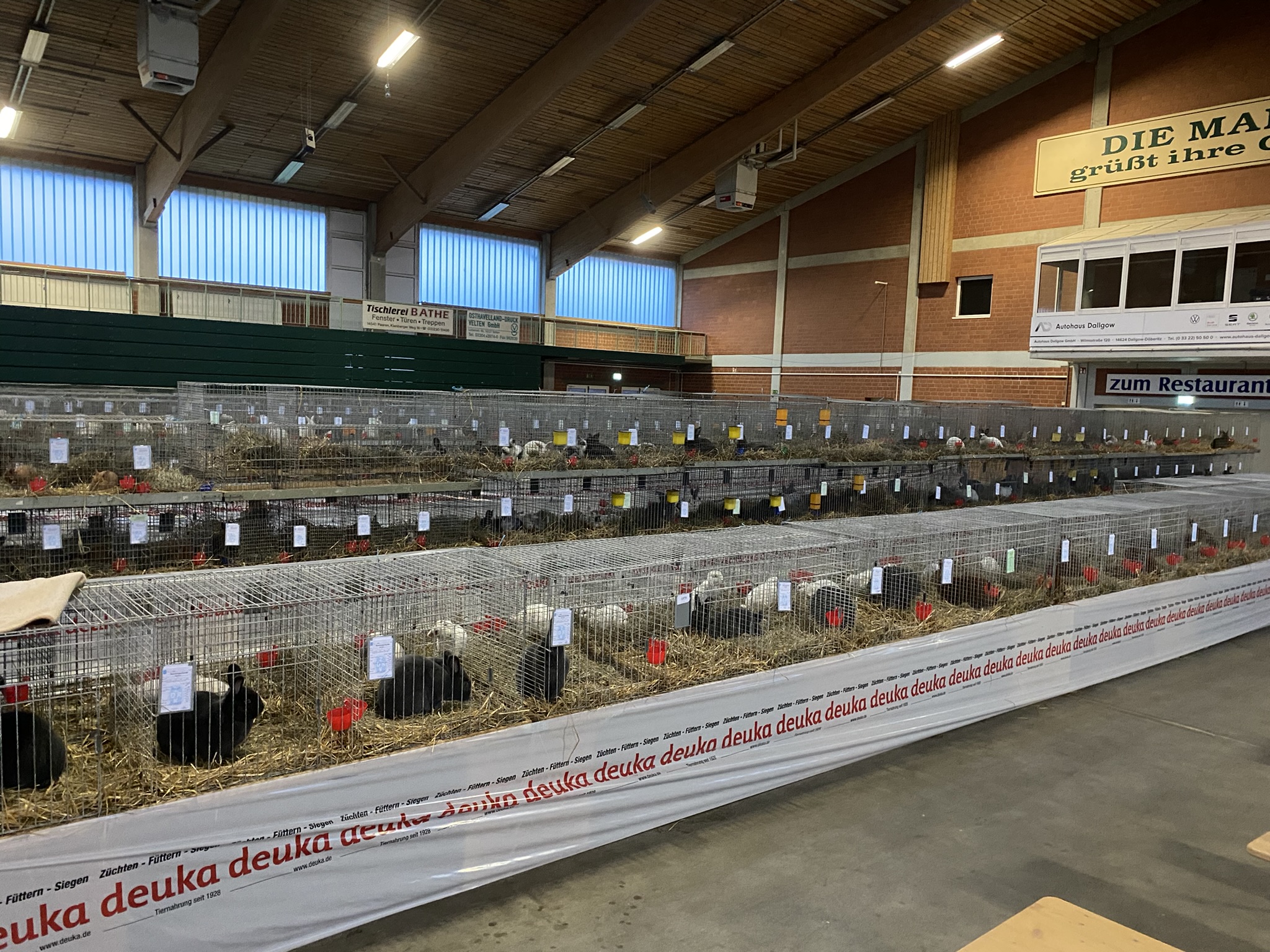 LV Rassekaninchen Archiv 2022 IMG_2005 (3) LV Rassekaninchen Archiv 2022 IMG_2005 (3)