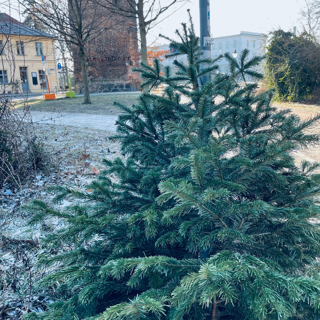 2025_12_03_Weihnachtsbaumentsorgung 2025_12_03_Weihnachtsbaumentsorgung