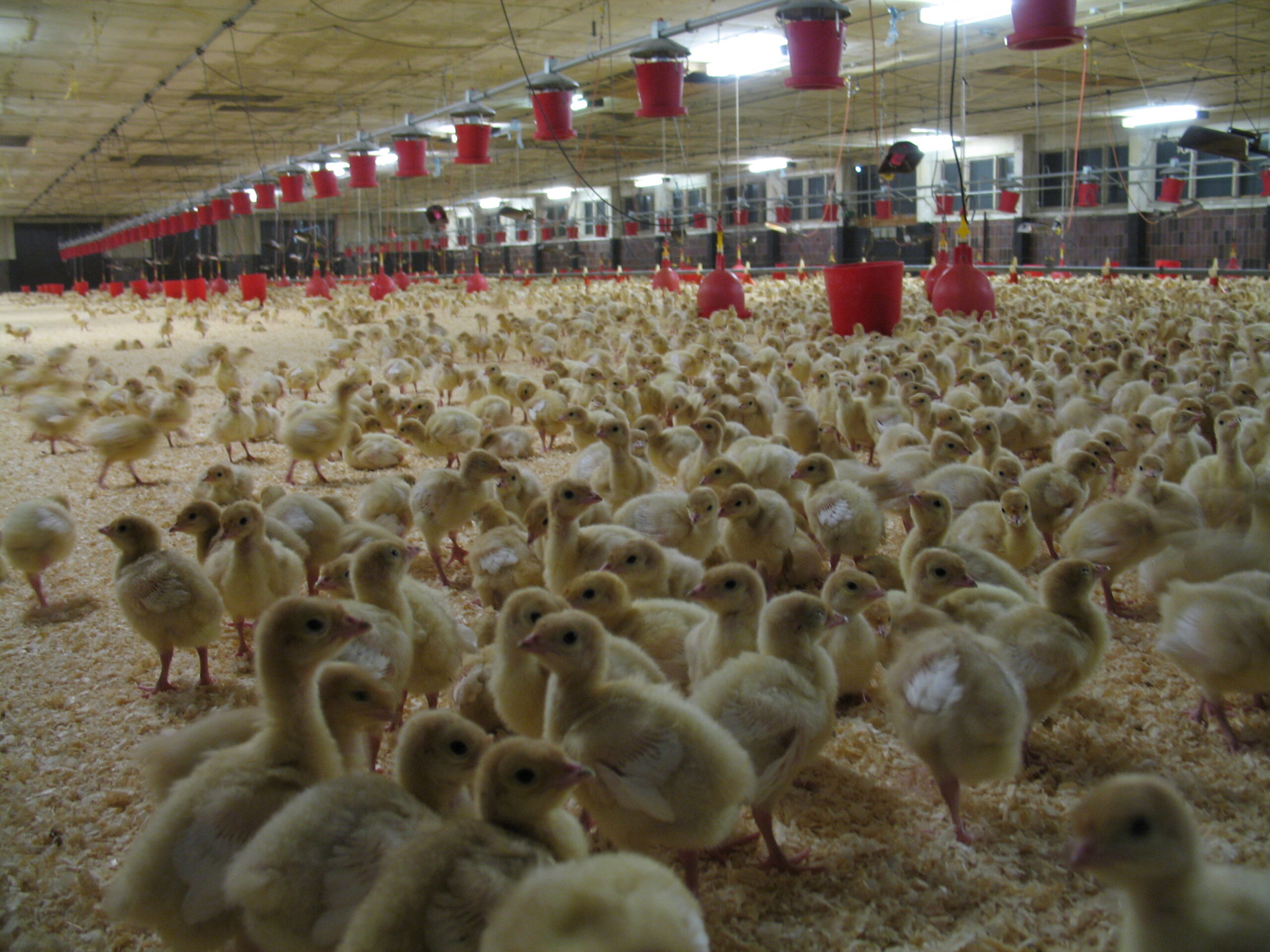 Putenaufzucht_2772__Tanja_Wüste