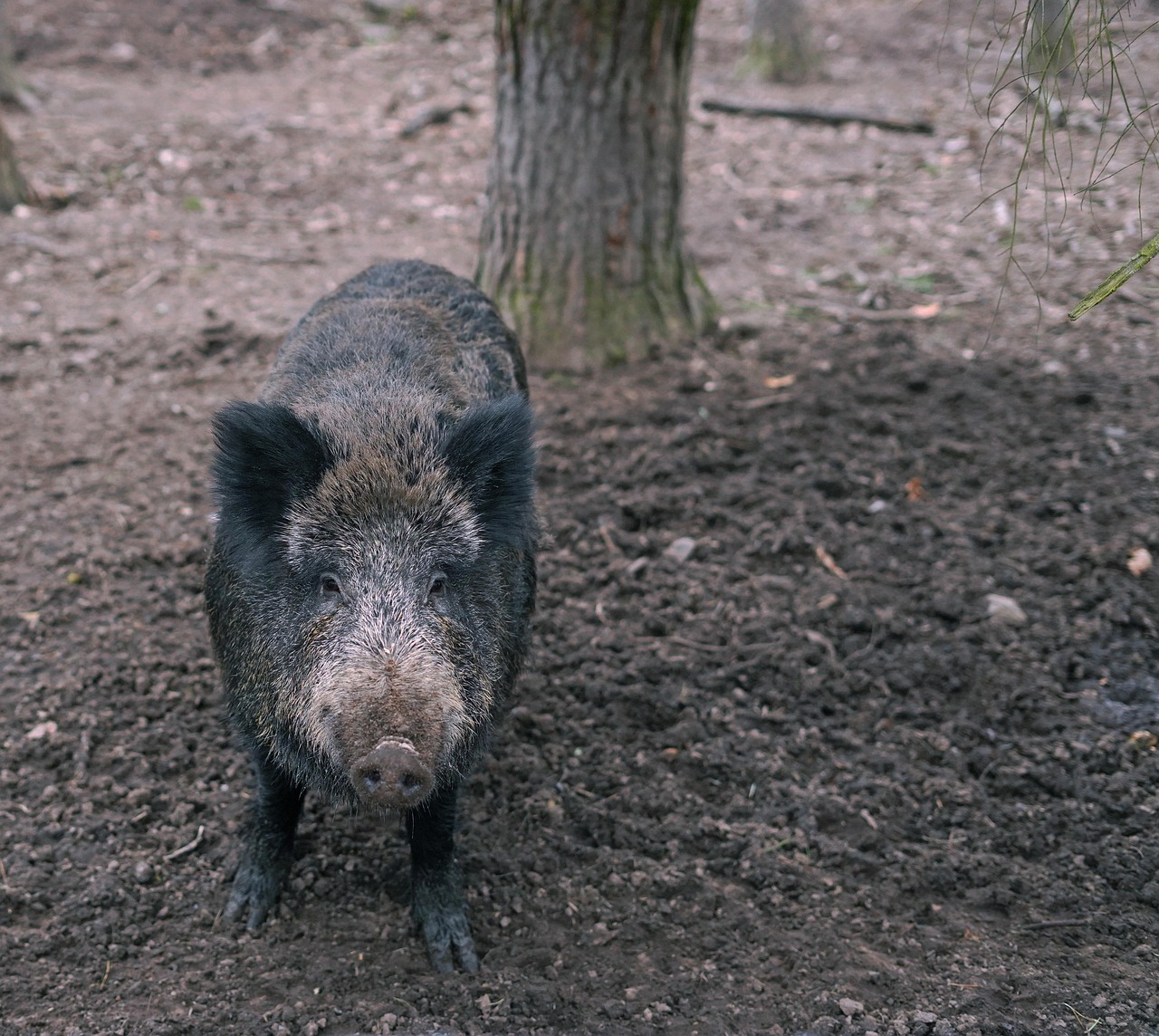 wild-boar-6964842_1280