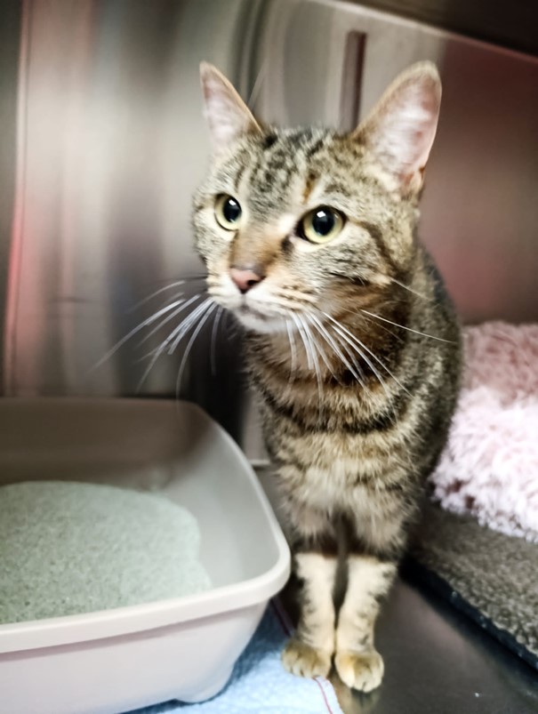 Fundkatze_Silostraße