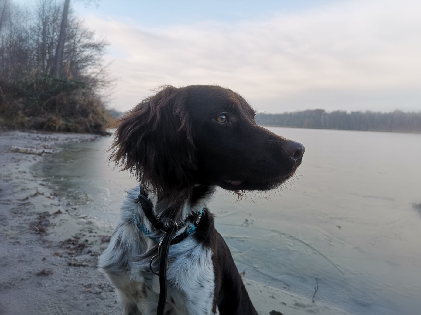 Jagdhund_01 Jagdhund_01