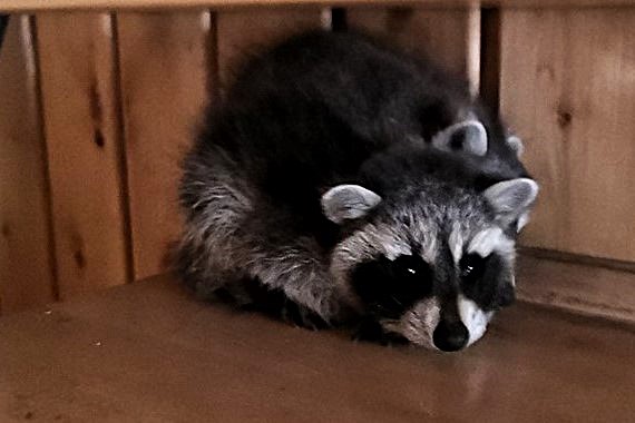 Waschbär_01 Waschbär_01