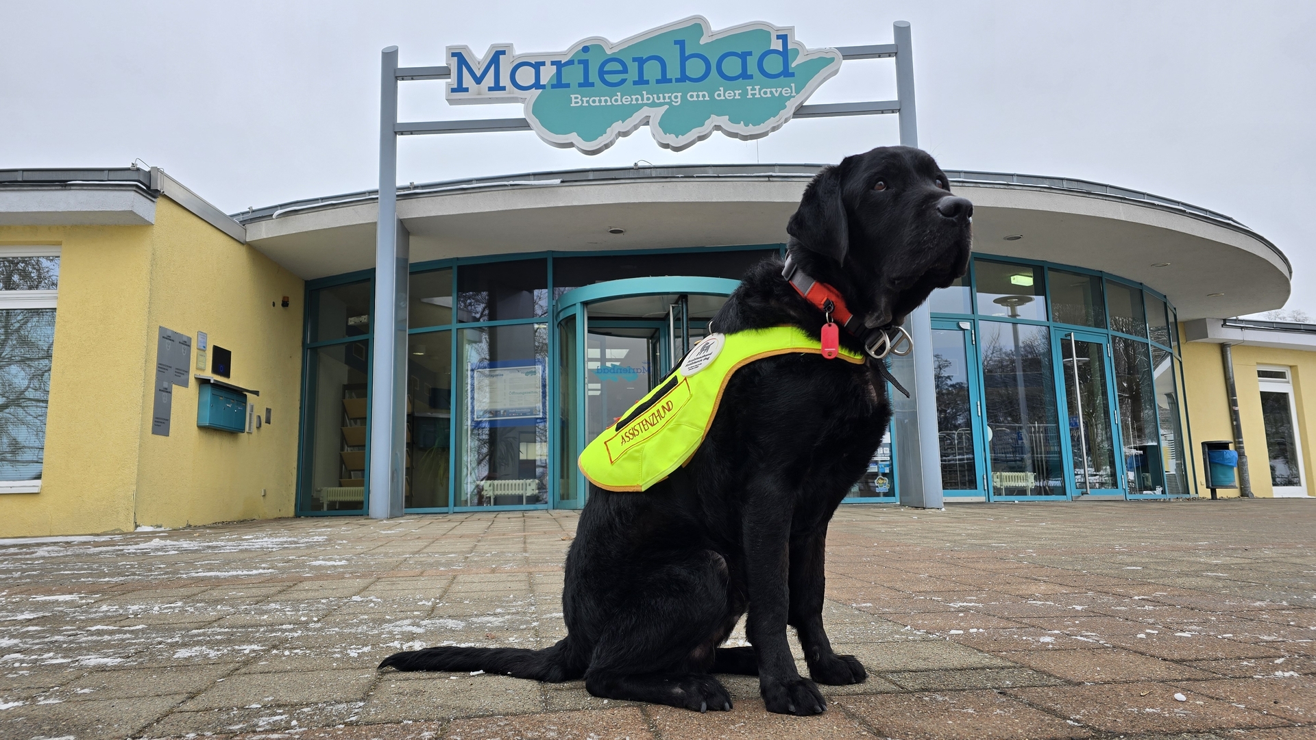 Assistenzhund_Cooper_280126