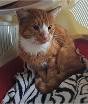 Fundkatze_Nikolaus-von-Halem-Straße