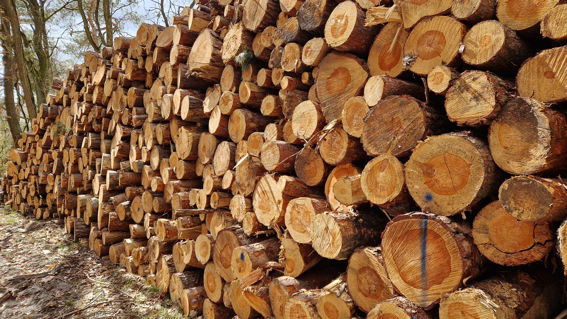 Holz_Baumstämme_Stapel_060425 Holz_Baumstämme_Stapel_060425