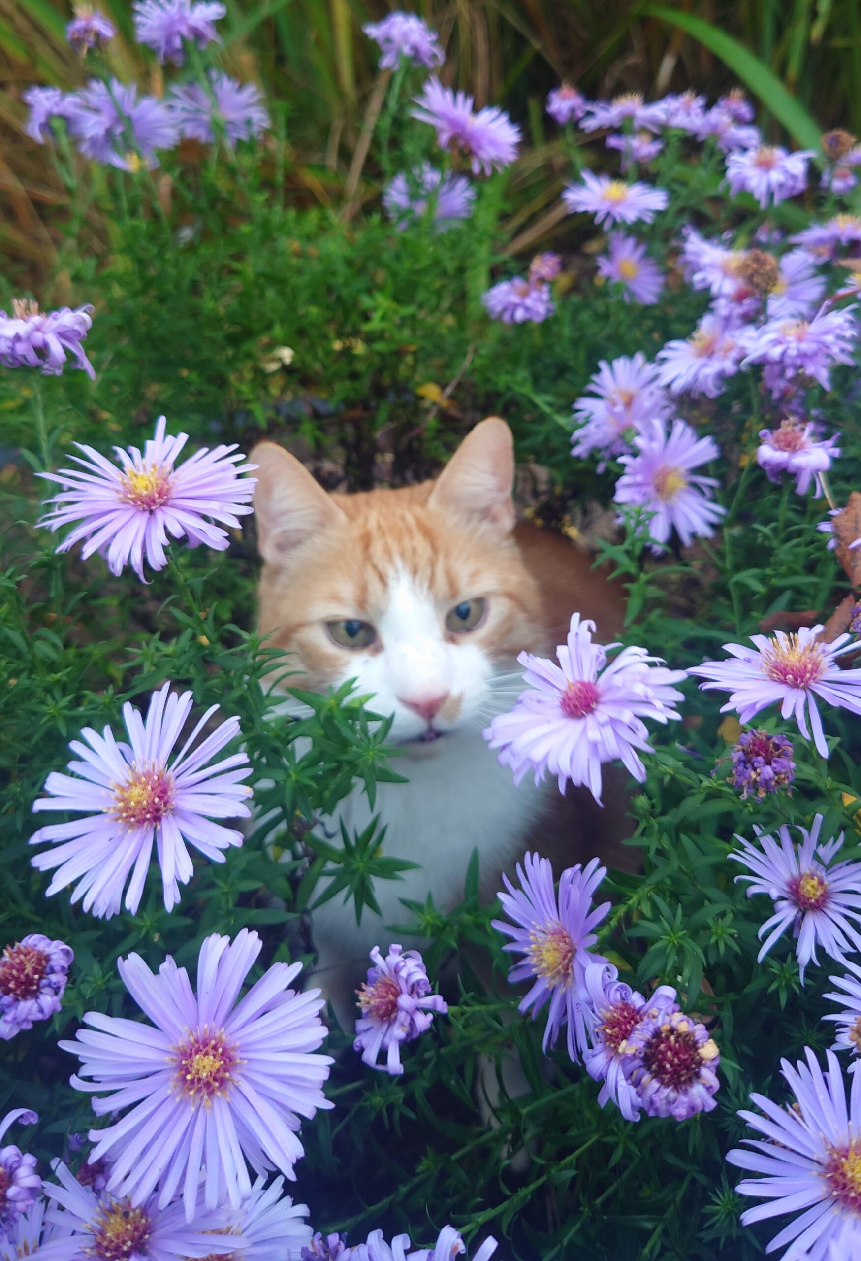 Katze_im_Blumengarten Katze_im_Blumengarten