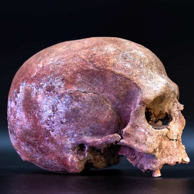 Schädel mit Rötel, Mesolithikum