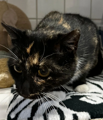 Fundkatze_Froschallee_01