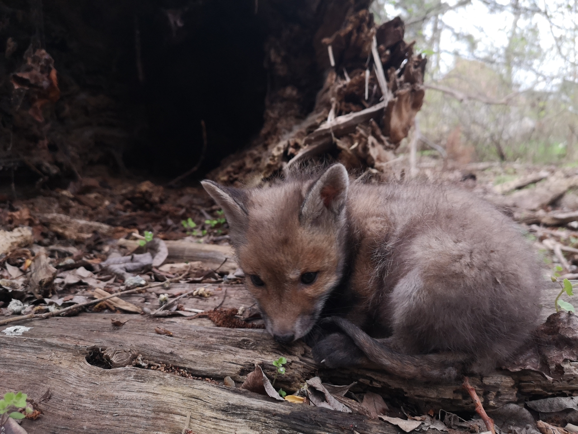 Jungtier_c_Untere_Jagdbehörde_BRB