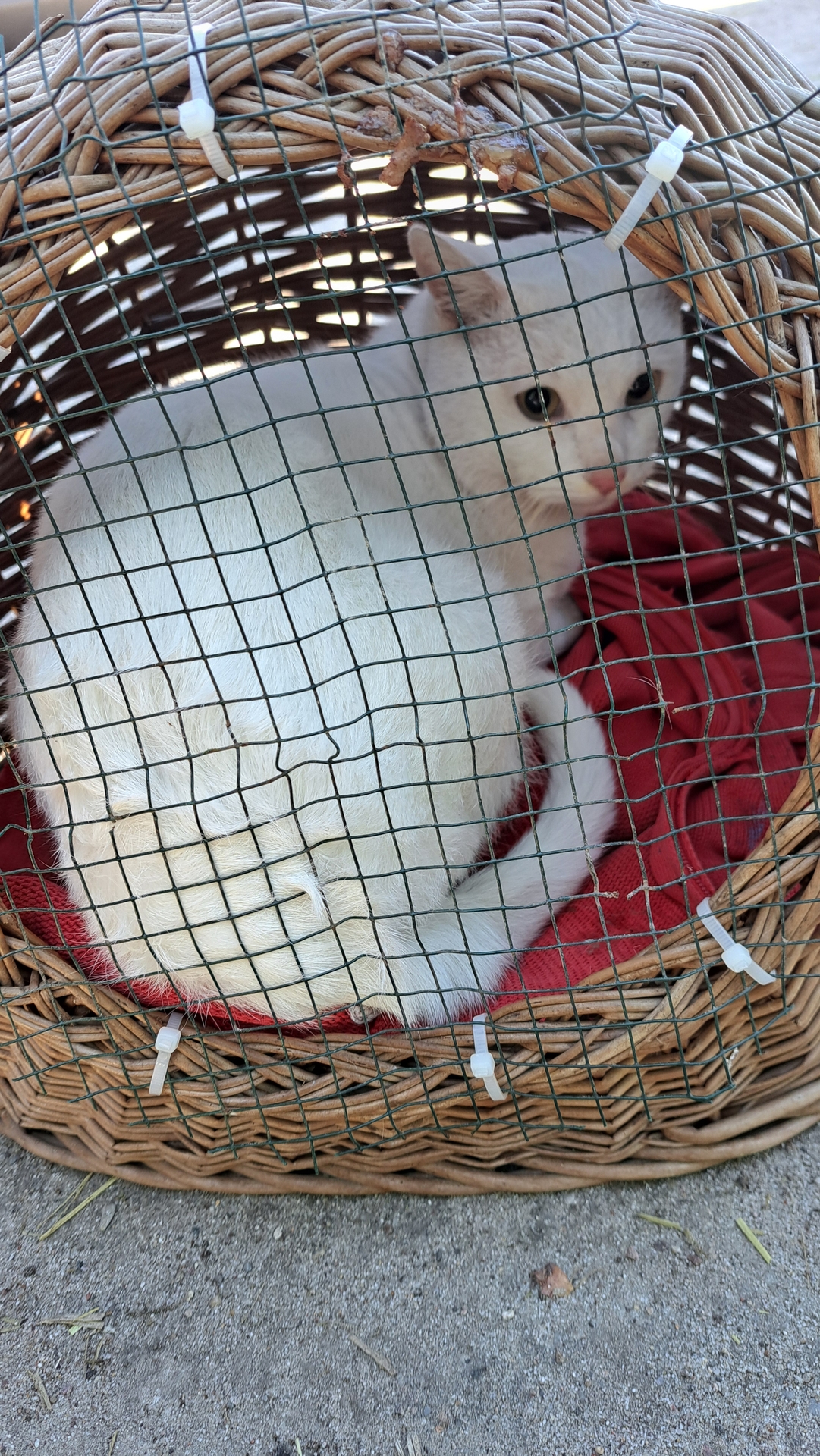 ausgesetzte_Katze_01