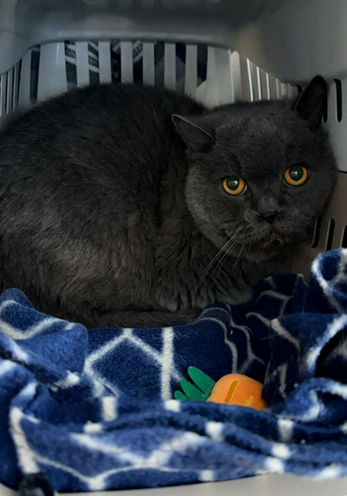 Ausgesetzter_British_Kurzhaar_Kater_02 Ausgesetzter_British_Kurzhaar_Kater_02