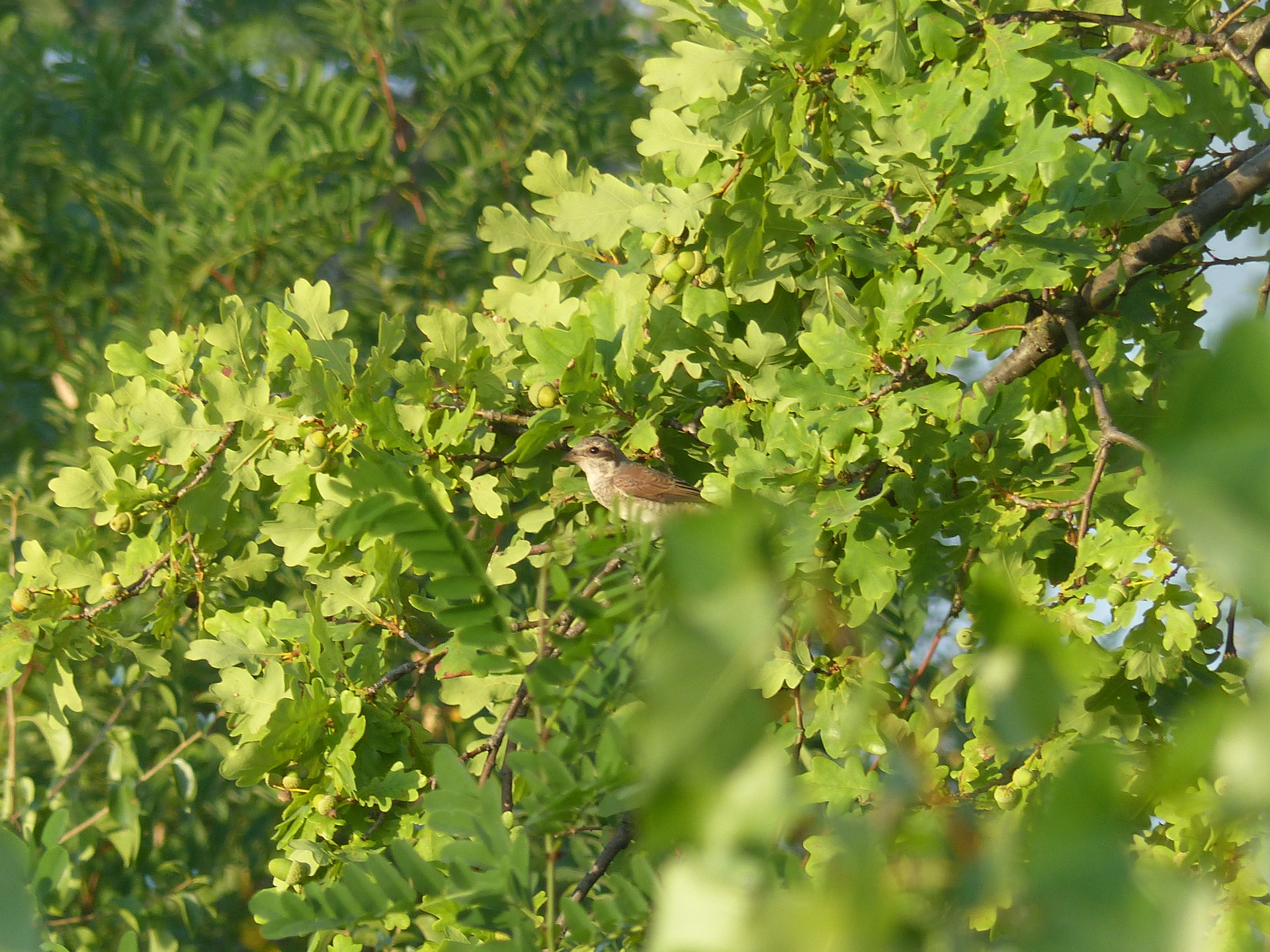 Vogelstimmenwanderung