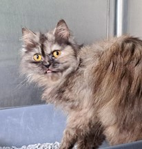 2026-06-15_Katze_c_Tierheim_102924 2026-06-15_Katze_c_Tierheim_102924