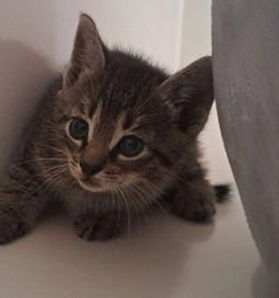 Fundkatze_2206.2026_02