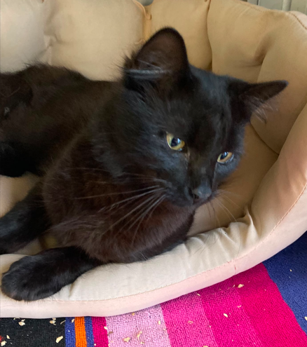 Fundkatze_aus_Plaue_03