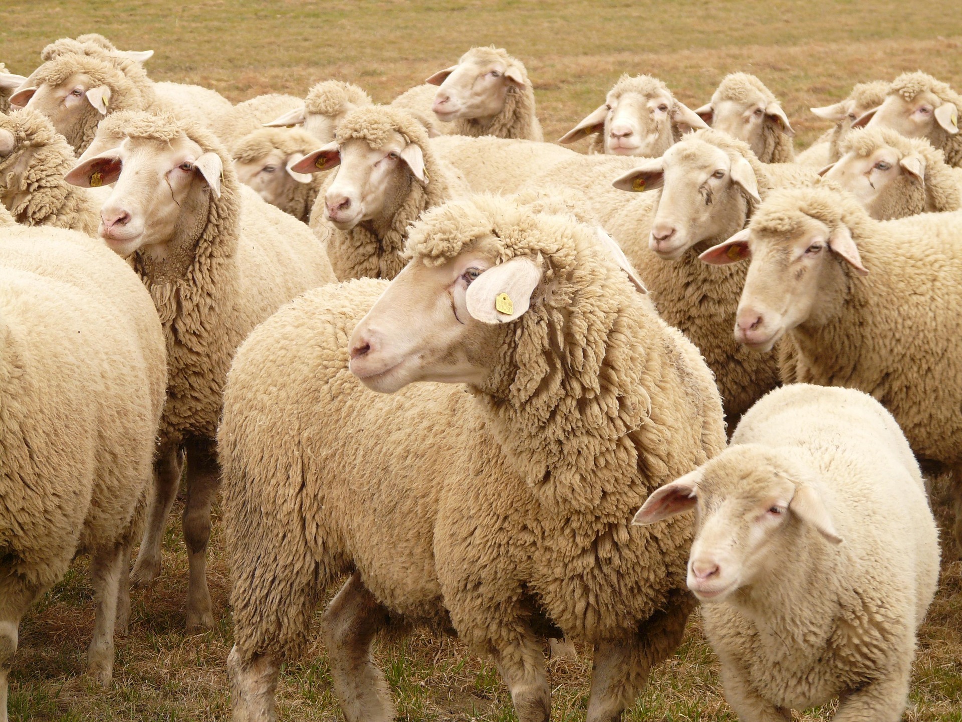 hans-flock-of-sheep-49667_1920 hans-flock-of-sheep-49667_1920