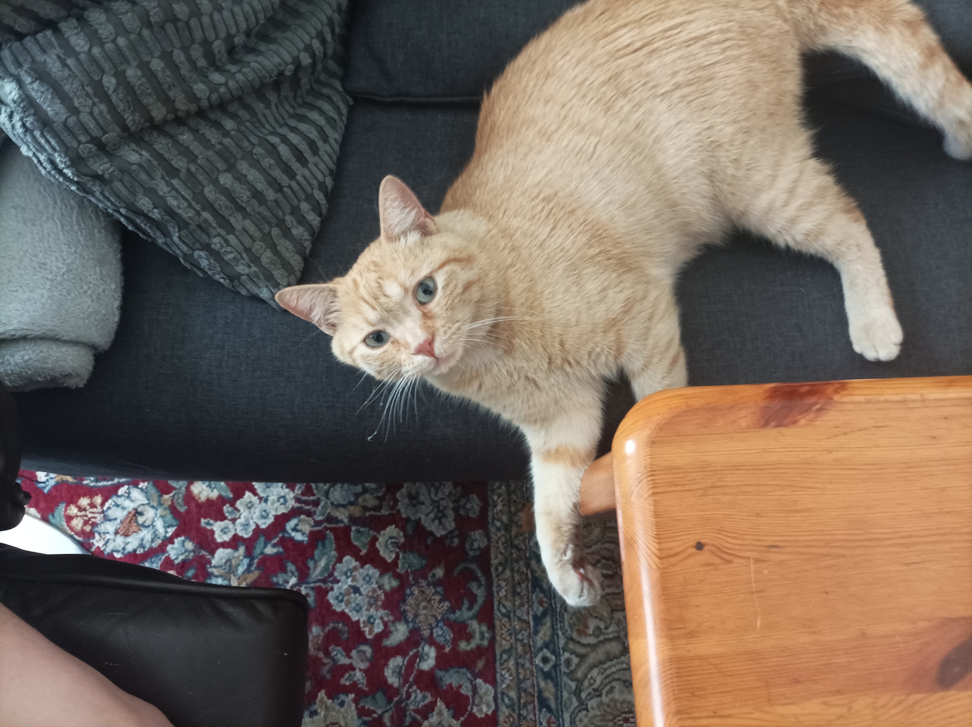 roter_Fundkater20260819_02