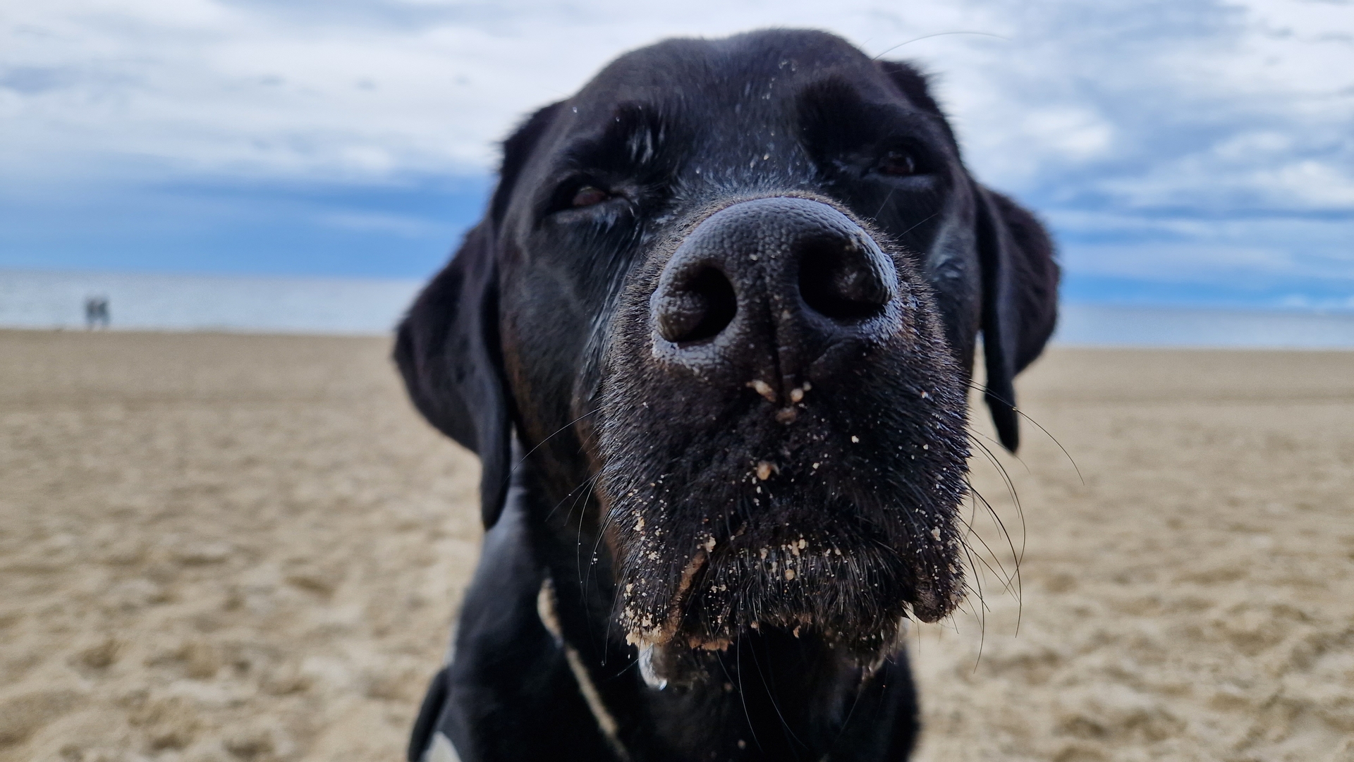 Hund1